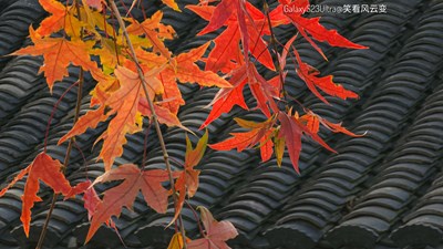 GalaxyS23Ulltra  冬日小拍