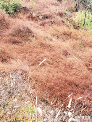 【難忘2024】+冬天的小草