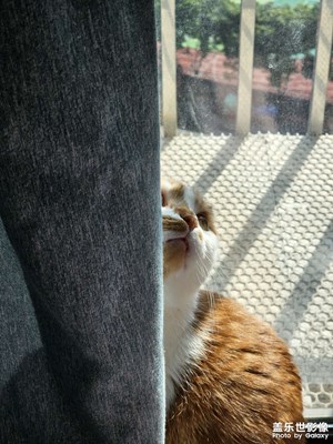 【難忘2024】 歡迎貓貓