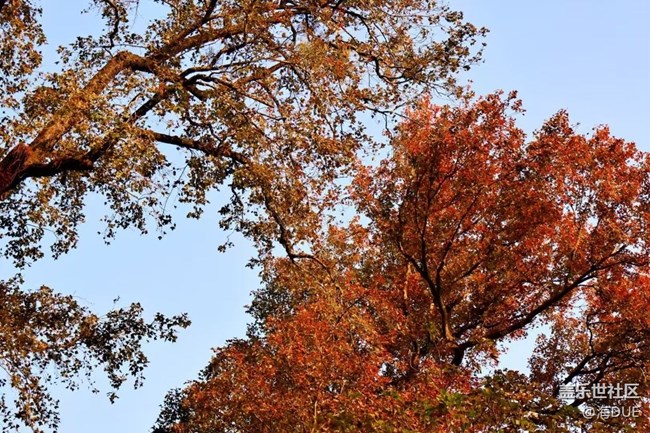 【Galaxy影像】#時光你慢些走+秋冬之季