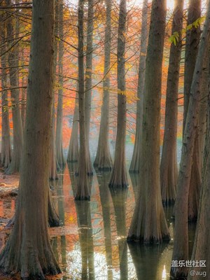 Galaxy S23 Ultra  金陵深秋