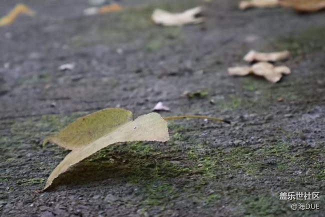 【Galaxy影像】#時光你慢些走+秋冬之季