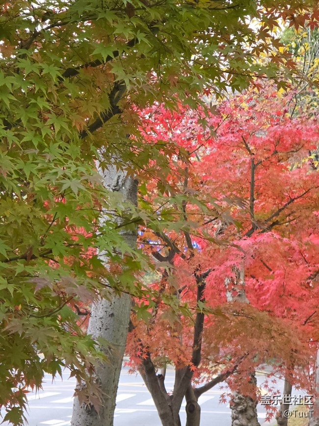 #冬暖熙熙作午晴——綠化