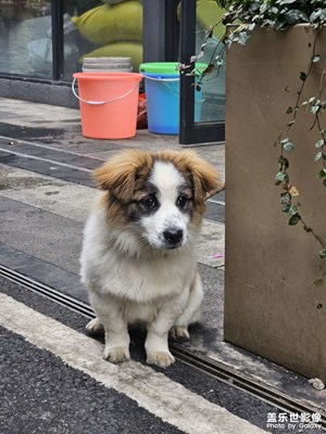 【難忘2024】毛孩子的陪伴