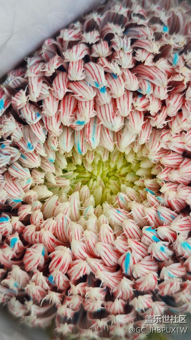 【Galaxy影像】#時光你慢些走+菊