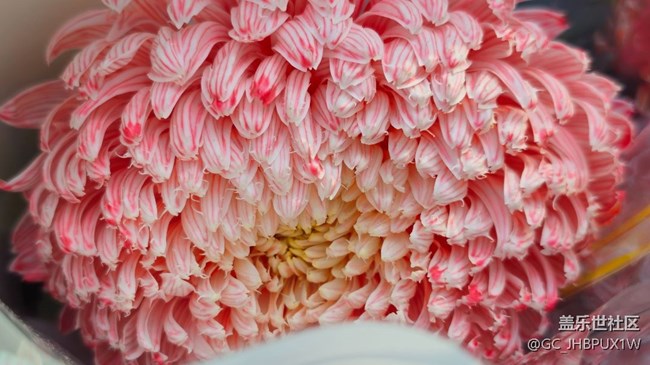 【Galaxy影像】#時光你慢些走+菊