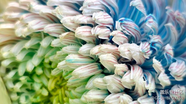 【Galaxy影像】#時光你慢些走+菊