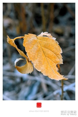 寒冬殘葉