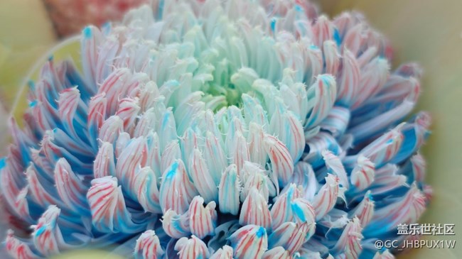 【Galaxy影像】#時光你慢些走+菊