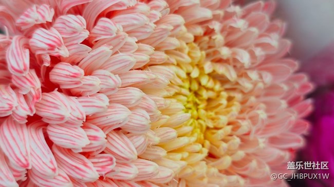 【Galaxy影像】#時光你慢些走+菊