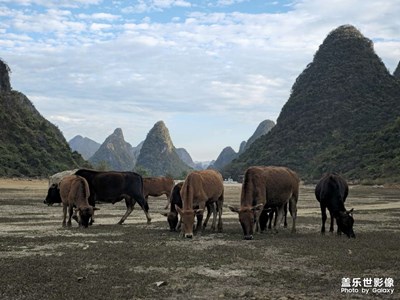 牛羊的幸福時刻