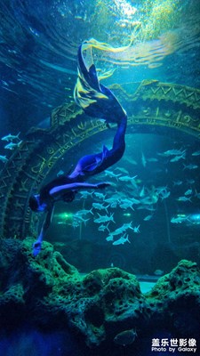 【難忘2024】+
藍(lán)色夢幻