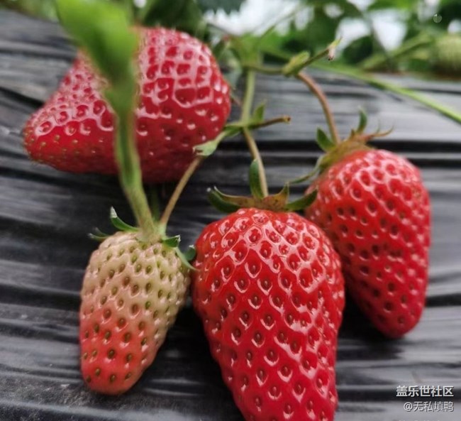 【2024再見】草莓采摘