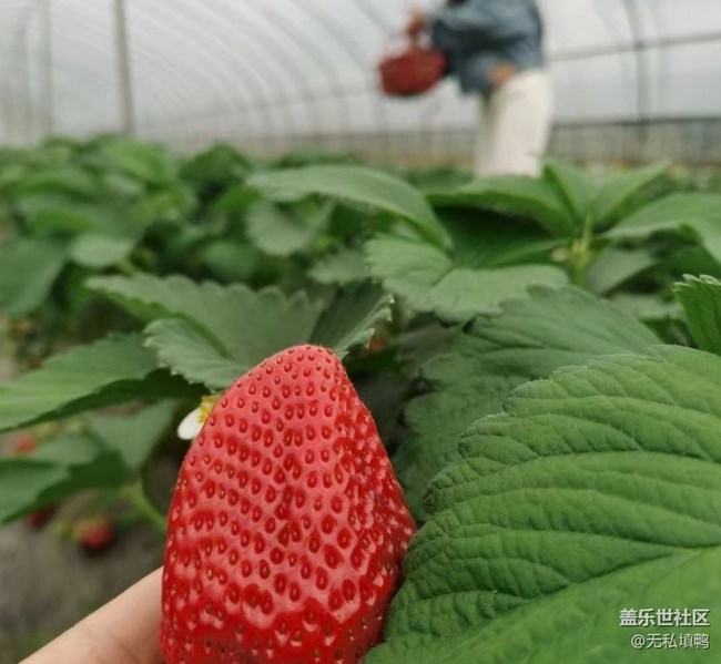 【2024再見】草莓采摘