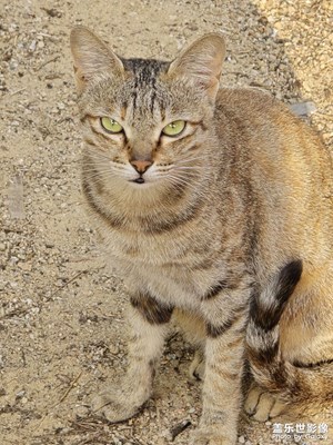 可愛(ài)的貓貓