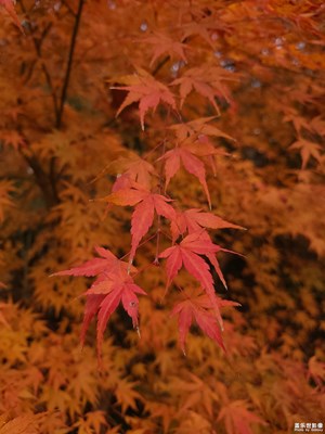 【難忘2024】+紅楓