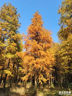 【難忘2024】紅樹林