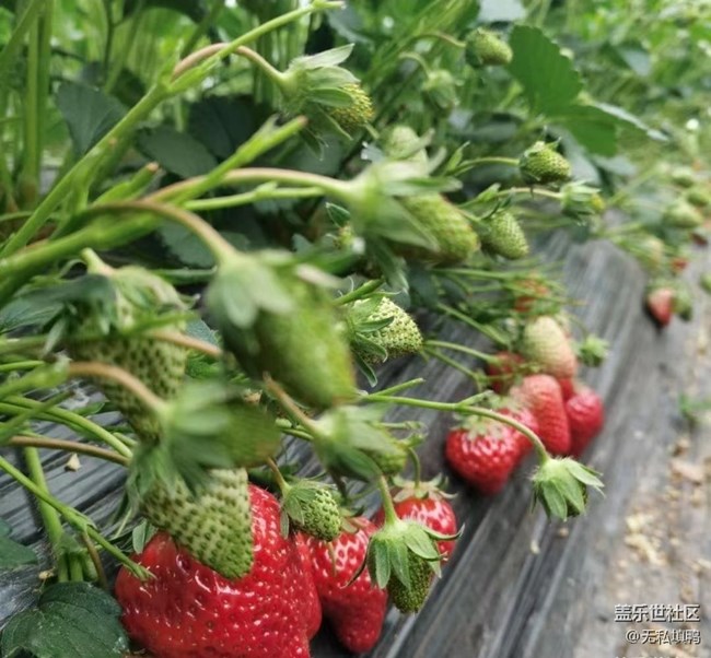 【2024再見】草莓采摘