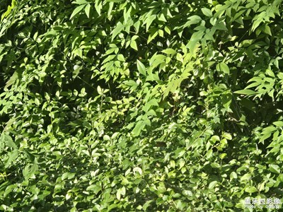 【難忘2024】+生機盎然