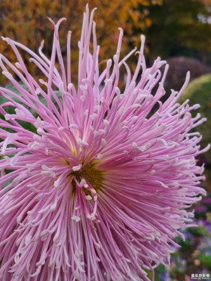 【難忘2024】憶菊