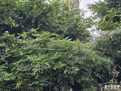 【難忘2024】+相冊(cè)回憶