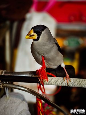 【難忘2024】+打工鳥