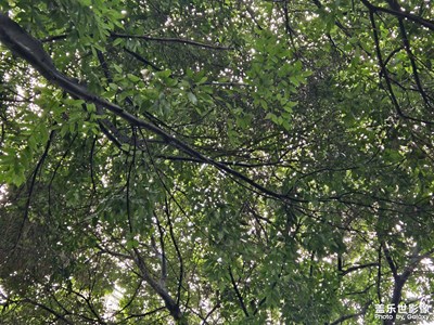 【難忘2024】+綠葉成蔭