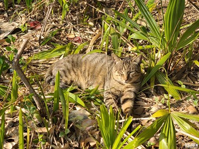 【難忘2024】+可愛(ài)貓貓