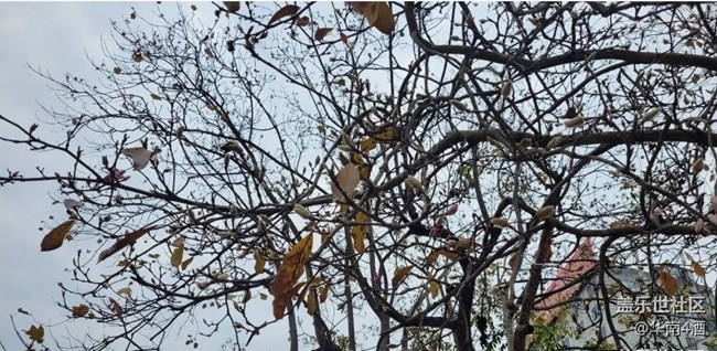 【初冬之美】花開