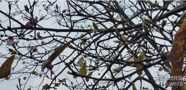 【初冬之美】花開