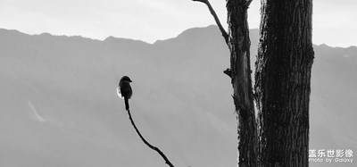 我拍的蒼山，我拍的洱海，還有孤獨(dú)的鳥(niǎo)。