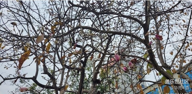 【初冬之美】花開