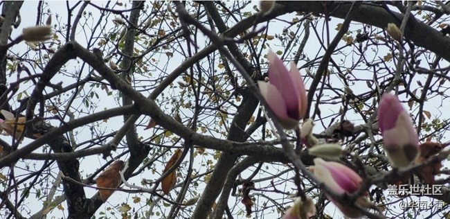 【初冬之美】花開