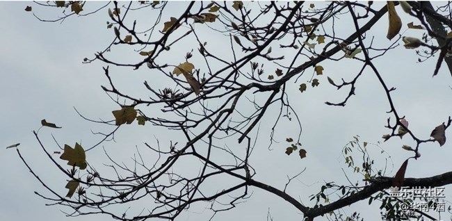 【初冬之美】花開