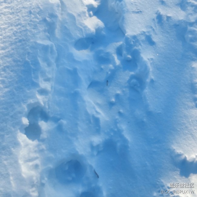 【瑞雪紛飛】白雪