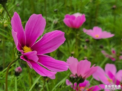賞菊