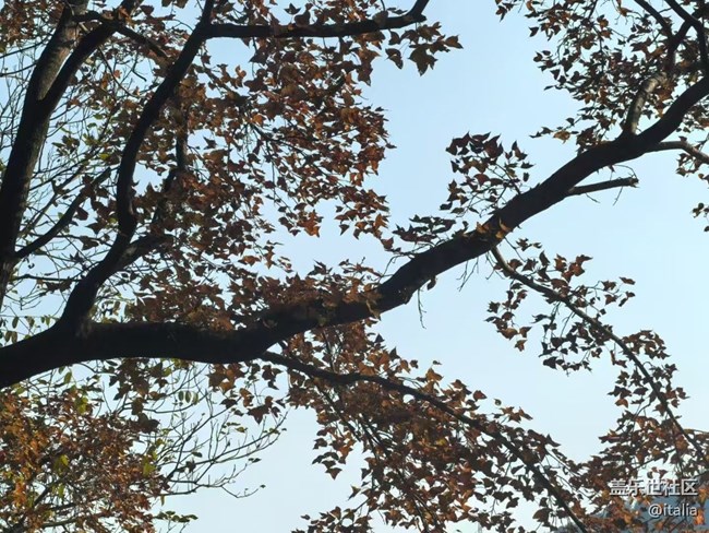 【Galaxy影像】#時光你慢些走+楓景