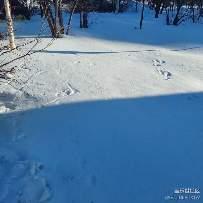 【瑞雪紛飛】白雪