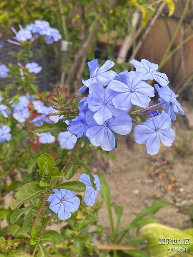 【關(guān)于蜀地的冬】野花