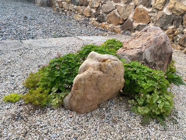 【關(guān)于蜀地的冬】野花