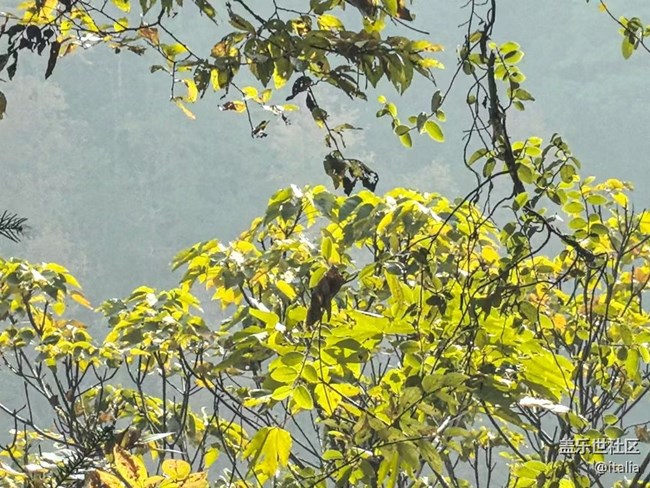 【Galaxy影像】#時光你慢些走+楓景