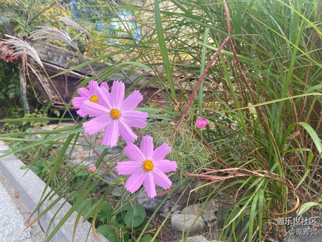 【關(guān)于蜀地的冬】野花