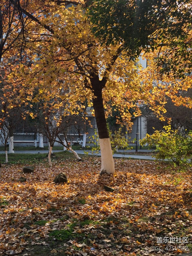 【關(guān)于蜀地的冬】冬天景色