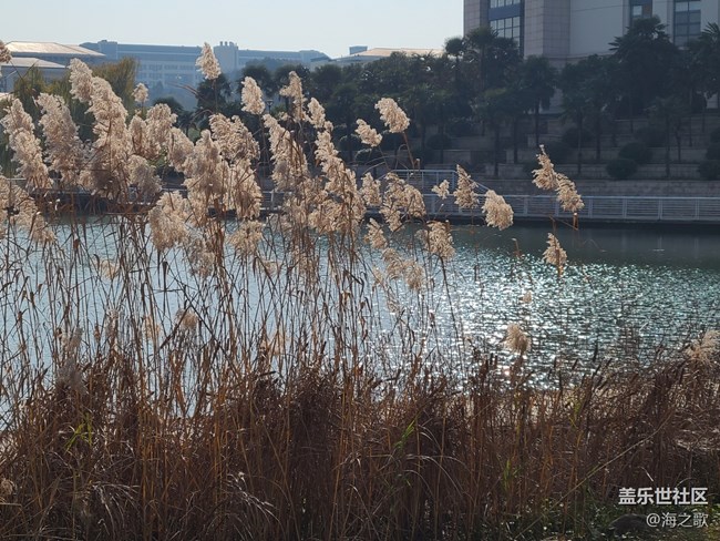 #冬暖熙熙作午晴—— 冬日的湖邊