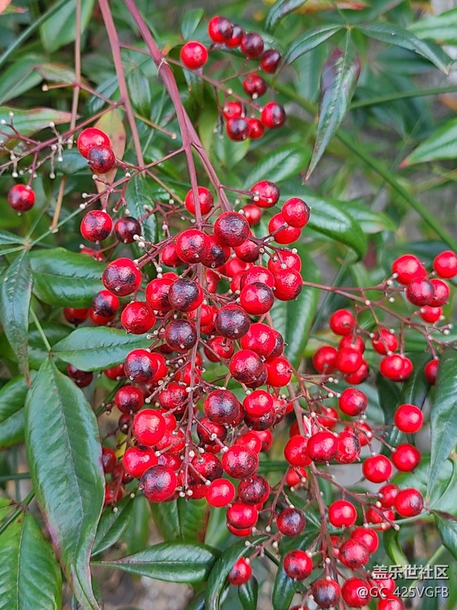 【關(guān)于蜀地的冬】冬天景色