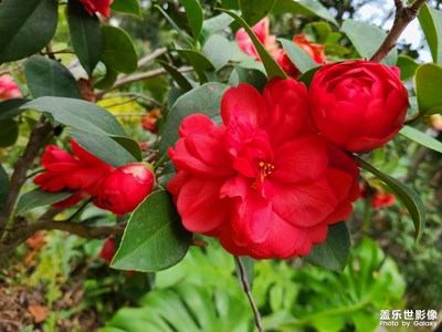 茶花