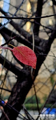 冬日里最后的倔強(qiáng)