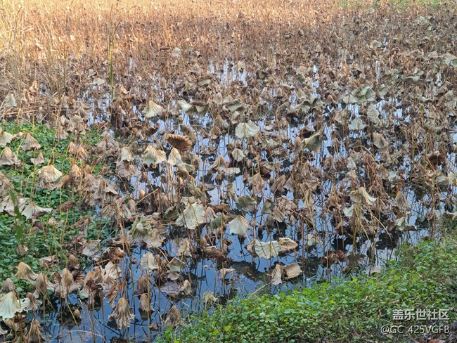 【關(guān)于蜀地的冬】冬天景色