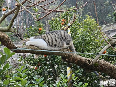 花市調(diào)皮的小貓??