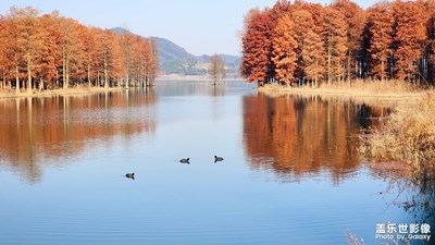 【喜迎雙節(jié)】+寧波四明湖看紅杉林